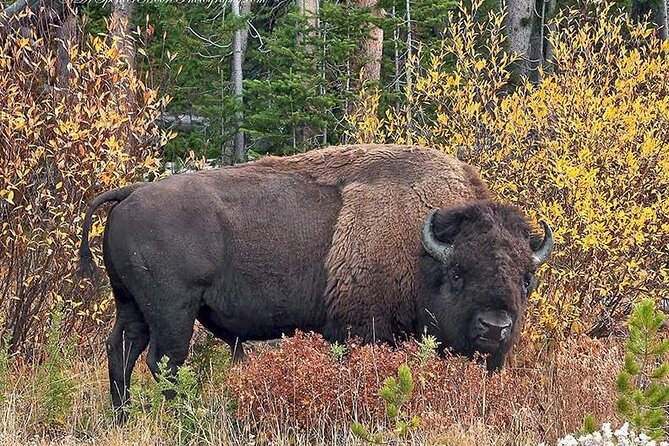 Private Yellowstone Wildlife Tour Review - Frequently Asked Questions