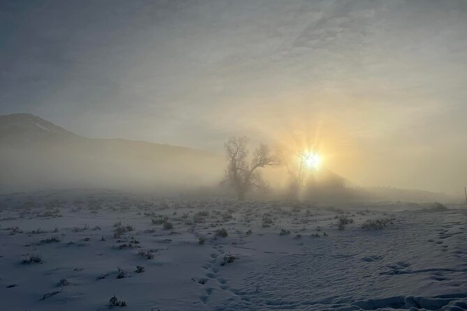 Private Yellowstone Winter Wildlife Safari Guided Tour - Booking Information