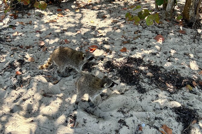 Raccoon Island Boat Tour - Indian Creek, Sanbar and Raccoons - Pricing and Cancellation Policy