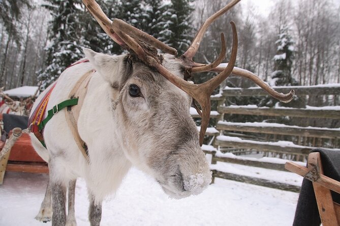 Reindeer Family Trip and Visit to the Husky Kennel - Preparing for the Adventure