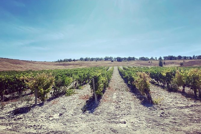 Ribera Del Duero From Madrid Full Day - Tips for Travelers