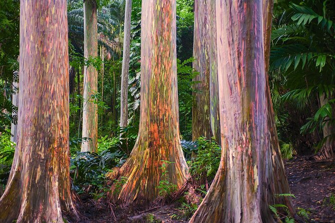 Road to Hana Full Day Tour Review - Exploring the Road to Hana
