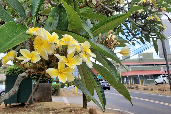 Round Trip North Shore Shuttle From Waikiki to Haleiwa Town / Haleiwa Harbor - Additional Considerations and Recommendations