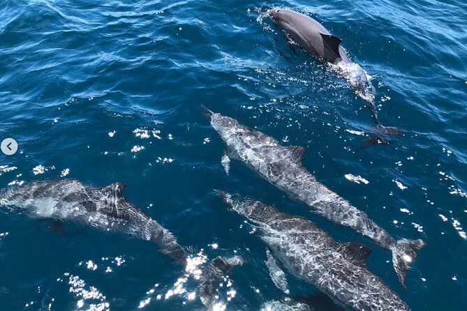 Royal Humpback Whale Exploration - Exploring the Big Islands Marine Ecosystem