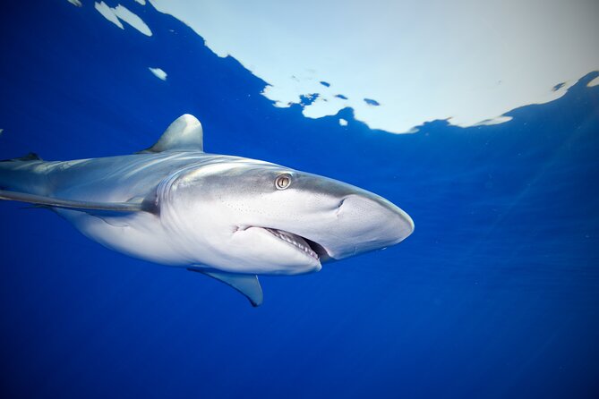 Safe and Educational Shark Dive From Haleiwa: Sharks Guaranteed - Choosing the Right Shark Dive