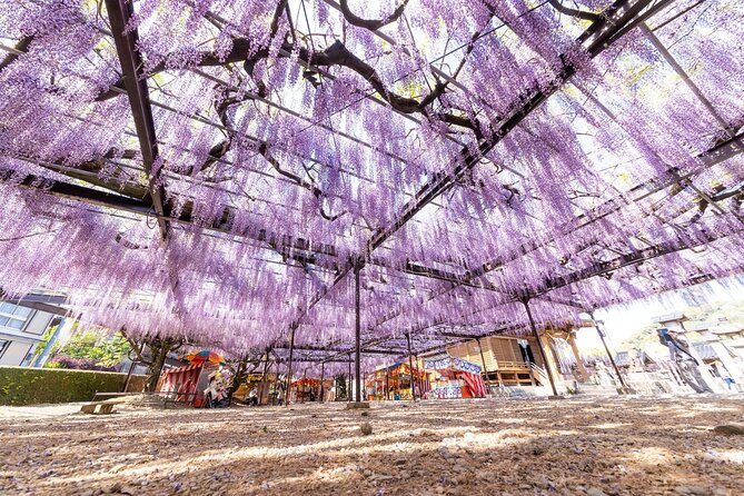 Scenic Tour of Kuroki and Nakayama Wisteria in Fukuoka YokaBus - Meal Accommodations