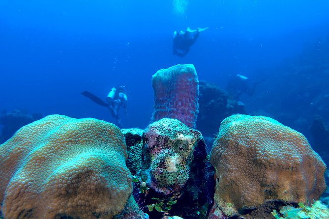 Scuba Certification - Traveler Feedback