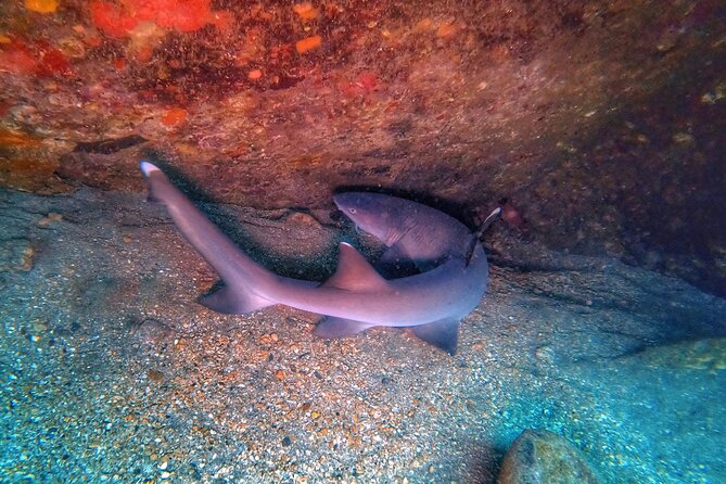 Scuba Diving in Maui With No Experience Needed - Highlights and Encounters With Marine Life