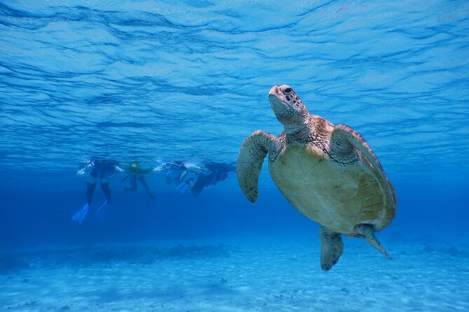 Sea Turtle Snorkel at Kerama Islands and Zamami Island - Participation Requirements