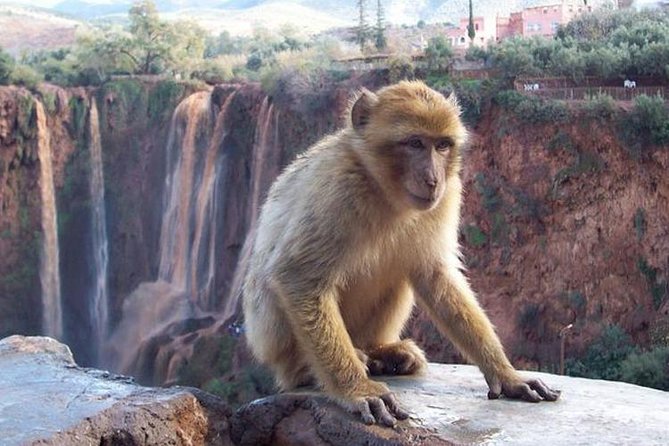 Shared Day Trip to Ouzoud Waterfalls From Marrakech - Planning Your Trip
