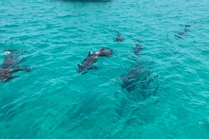 Shell Island Dolphin Sightseeing Boat Tour - Dolphin Sightings and Encounters