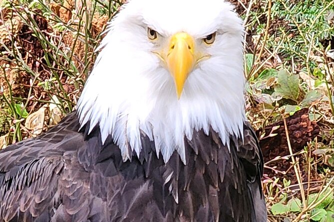 Sitka's Favorite Sites Tour Review - Cancellation and Booking Policies