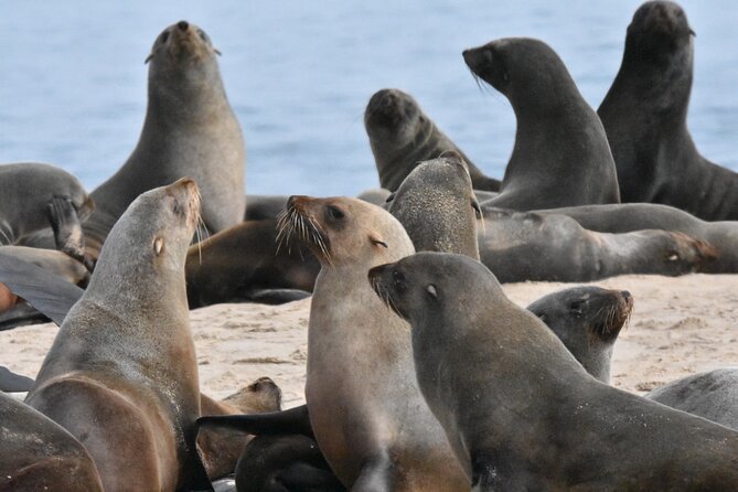 Skeleton Coast Cape Cross Seal Colony Tour - Tips for a Great Experience