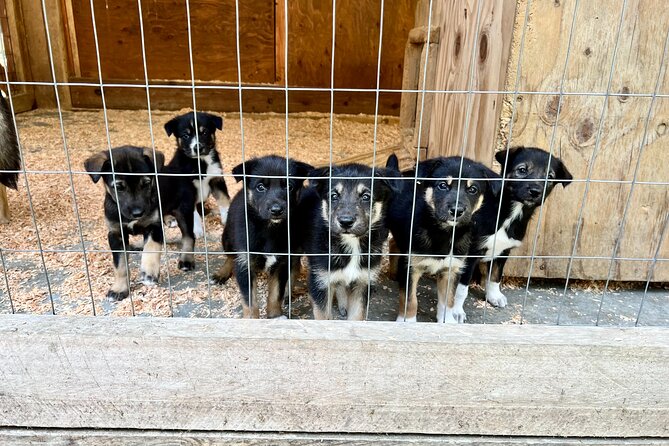 Sled Dog Discovery in Juneau - Potential Drawbacks and Critiques