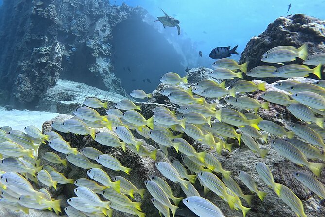 Small Group Discover Scuba Diving From Electric Beach With Photos - Preparing for Your Scuba Adventure