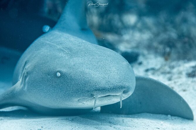 Small-Group Introductory Scuba Dive in Cozumel - Instructor Qualifications