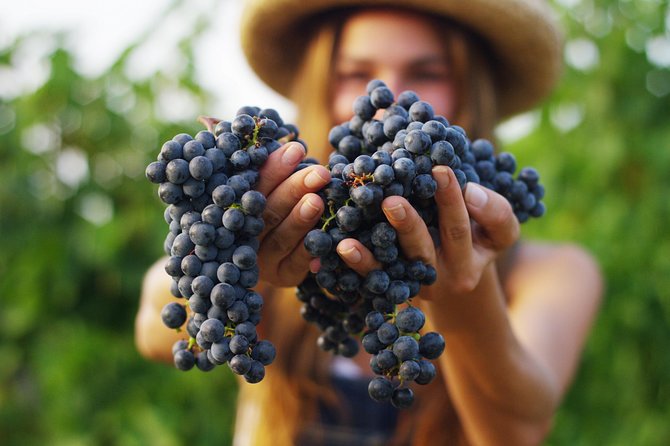 Small Group Napa Valley Tour for Wine Lovers - Highlights of the Tour
