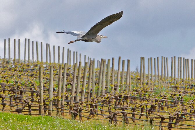 Small Group: Willamette Valley Wine Tour From Portland (Tasting Fees Included) - Guest Experiences and Memorable Moments