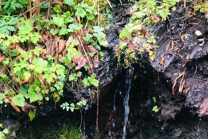 Snoqualmie Falls and Twin Falls Hike - Cultural and Historical Insights