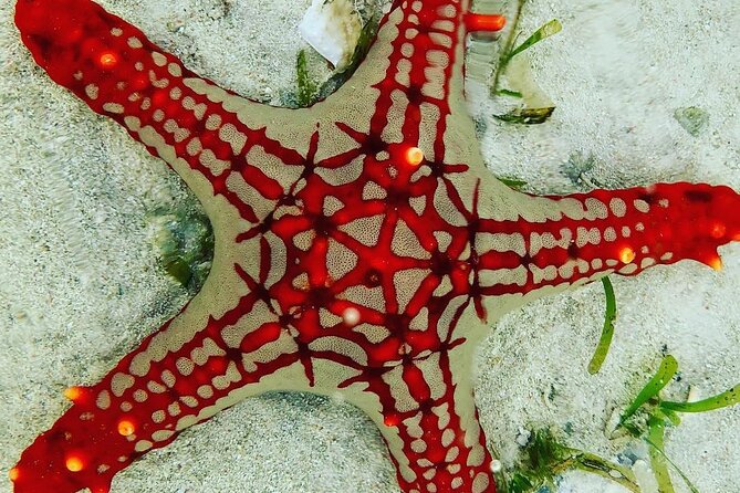 Snorkeling at Blue Lagoon; Starfish; The Rock Restaurant & Paje Beach - Booking and Cancellation Policy