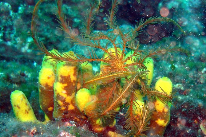 Snorkeling Trip for Groups up to 40 Persons. - Meeting Point and Logistics