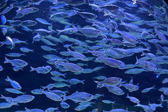 Snorkeling With Giant Turtles, The Odyseo Aquarium & Port Louis - Exploring Port Louis Attractions