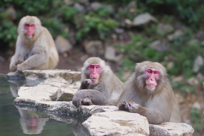 Snow Monkey and Obuse From Nagano - Frequently Asked Questions
