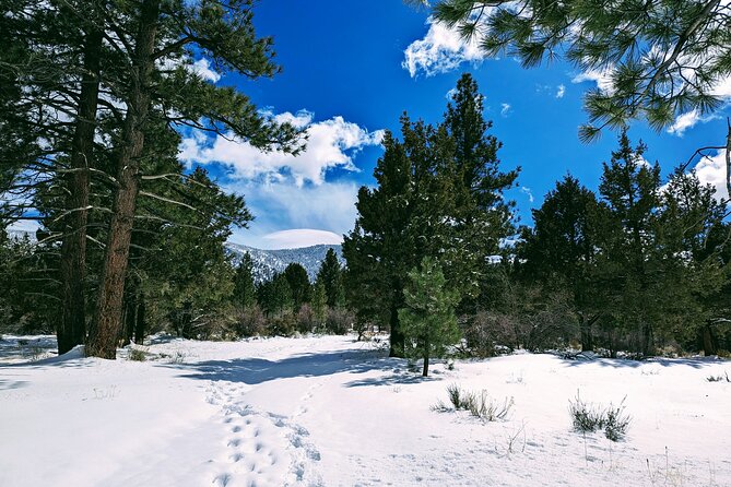 Snowshoe Tour Big Bear Lake Review - Local Expertise and Guidance