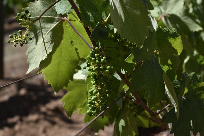 Sonoma and Napa Wine Tour Private Tours 8 to 10 Hours Max 14 Pax - Accessibility Information