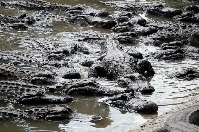 SOUTH BEACH: Everglades Airboat, Wildlife Show With Transfer - Airboat Excursion Duration Options