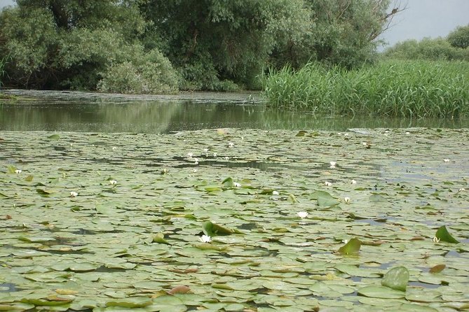 Sport Fishing in Delta Dunarii With Camely Cruise Boat. - Additional Tips for Travelers