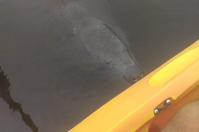 Sunset Kayaking Tour at Manatee Cove With Manatee & Dolphin Sightings - Cancellation Policy