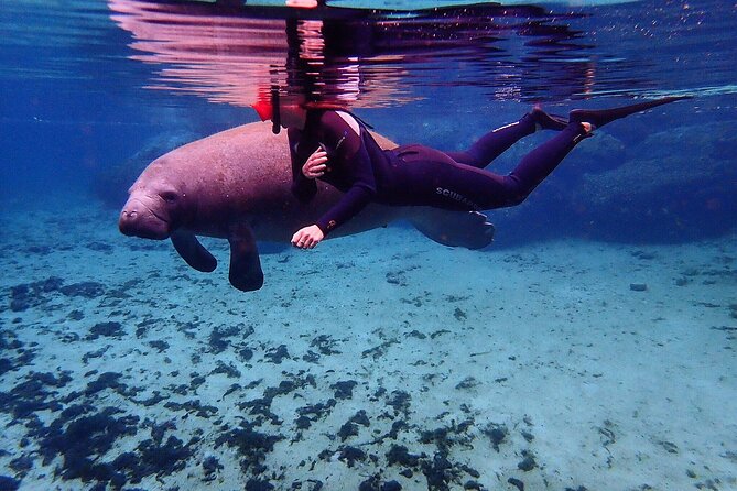 Swim With Manatees In Crystal River, Florida - Swimming Alongside the Gentle Giants