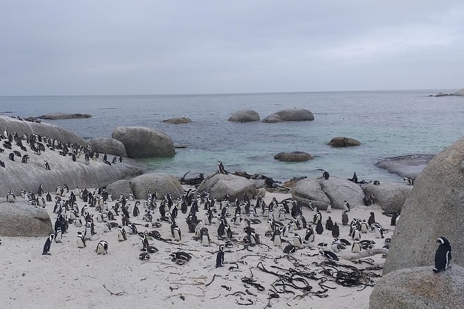 Table Mountain, Penguins, Cape of Good Hope and Stellenbosch Tour - Accessibility Features