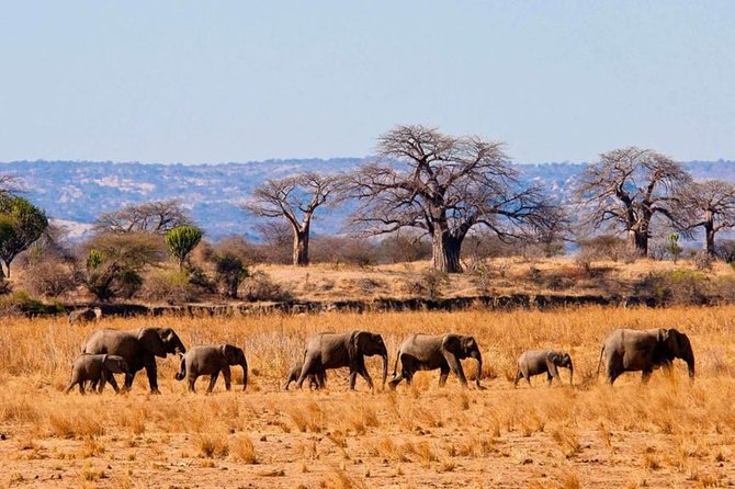 Tanzania Family Holiday; 8-Days Lodge Safari - Reviews and Ratings