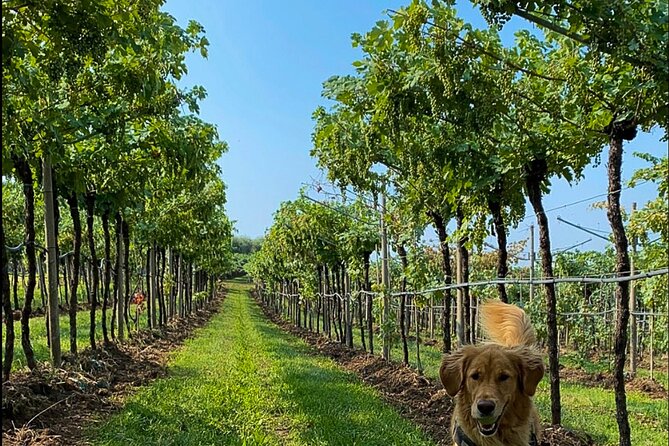 Tasting of Valpolicella and Amarone Wines Near Fumane - Communicating Food Preferences