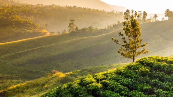 Tea Trail of Nuwara Eliya - Customer Ratings and Reviews