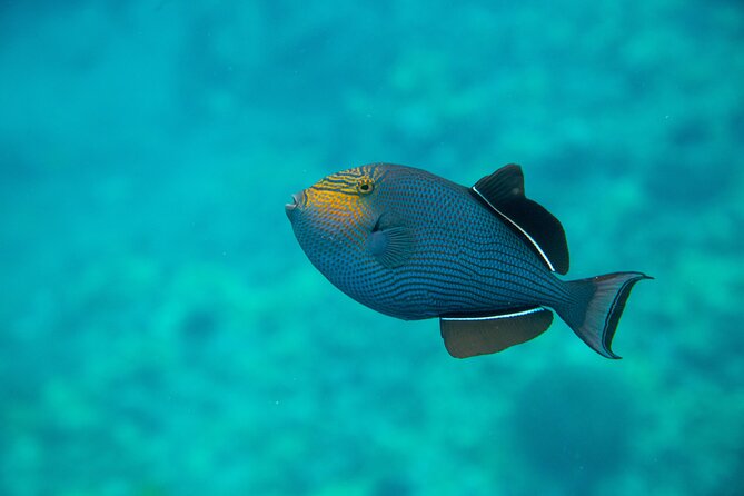The Best 2 Hour Molokini Express Snorkeling - Meeting and Pickup Information