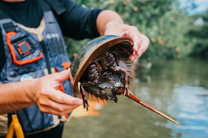 Thousand Islands Mangrove Tunnel Kayak Tour With Cocoa Kayaking! - Pricing and Cancellation Policy
