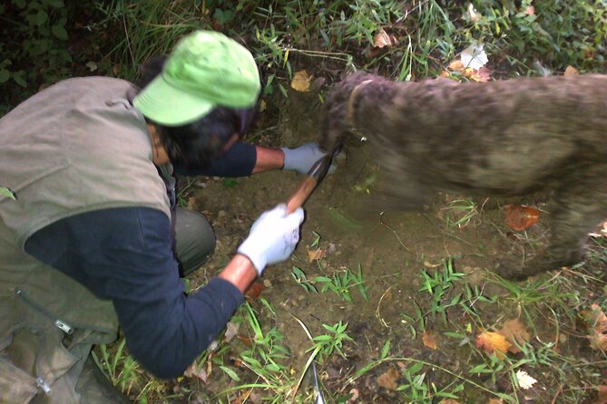 Truffle Hunting in Tuscany: Private Shore Excursion From Livorno Port - Discovering Livornos Picturesque Sights