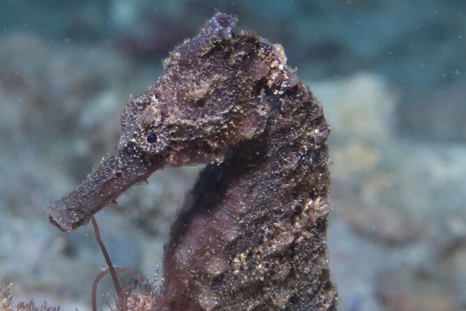 Try Scuba Diving in Kauai: All Experience Levels - Reviews From Previous Participants