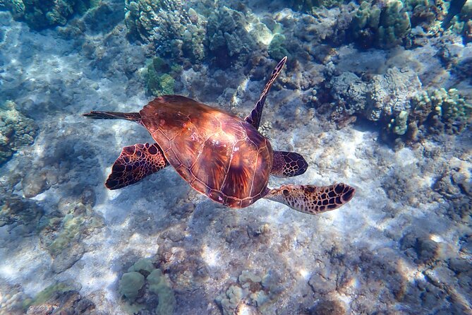 Turtle Town Beach Snorkel - Additional Information for Participants