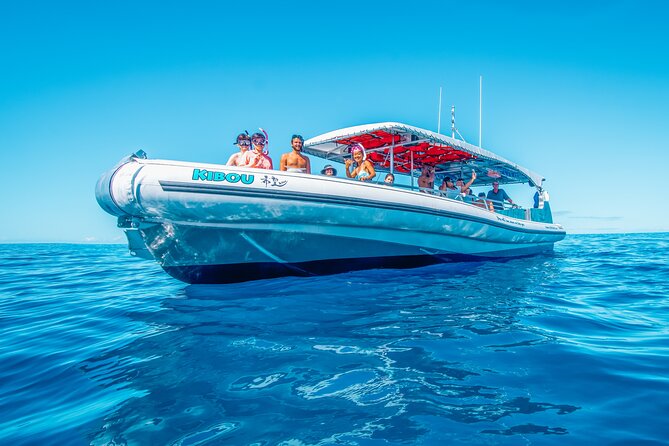 Ultimate Kona Dolphin Watch Review - Dolphin Watching