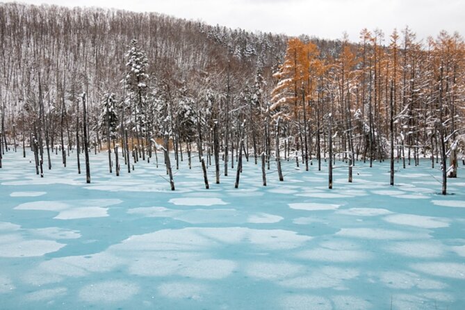 Visit Asahiyama Zoo, Fascinating Aoi-Ike From Sapporo - Flexibility and Cancellation Policy