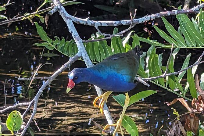 Visit the Everglades in French With Transfer and 1 Hour 30 Minutes Airboat - Tipping Guidelines and Price Match Guarantee