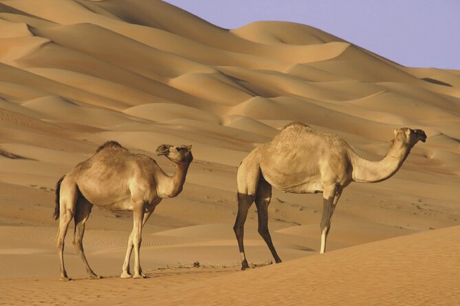 Wahiba Sands and Sur Full Day Private Tour From Muscat - Booking Information