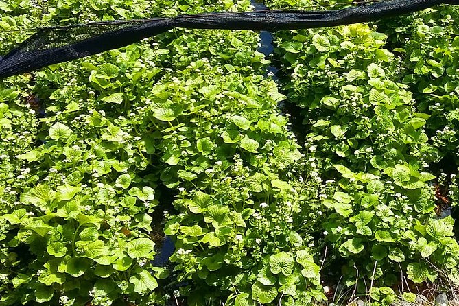 Wasabi Farm Walking Tour & Lunch - Accessibility and Travel Logistics