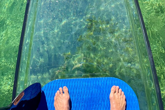 Weeki Wachee Clear Paddle Board Ecotours - Discovering the Enchanting Ecosystem