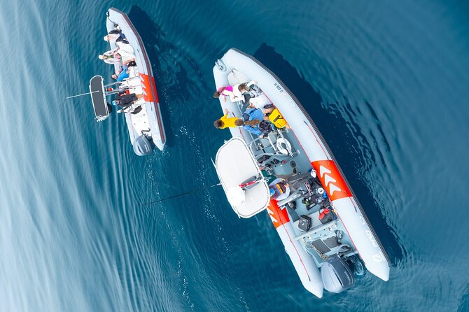 Whale and Dolphin Watching Speedboat Tour Review - Frequently Asked Questions