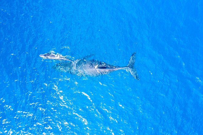 Whale Watch Adventure Aboard Mauis Only Luxury Super Raft - Exceptional Traveler Experiences and Reviews